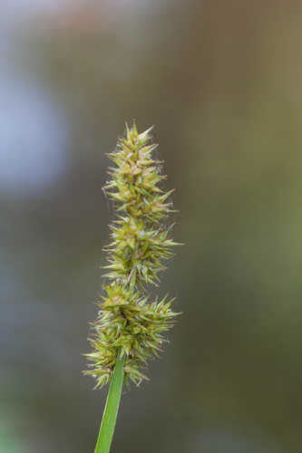Carex stipata #8